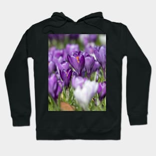 Purple Crocus Hoodie